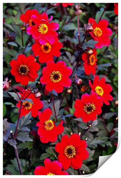 Red Dahila summer flowers flowering plants Print by Andy Evans Photos