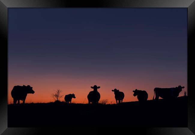 Cow Sunset Framed Print by Charlotte Moon