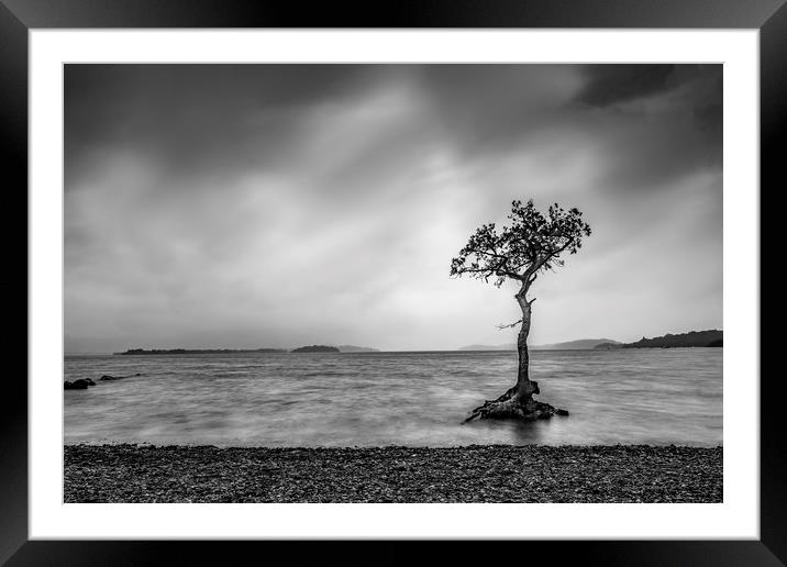 The Lone Tree Framed Mounted Print by Charlotte Moon