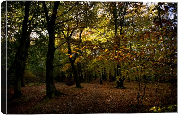 Autumn woodland colours Canvas Print by Jim Jones