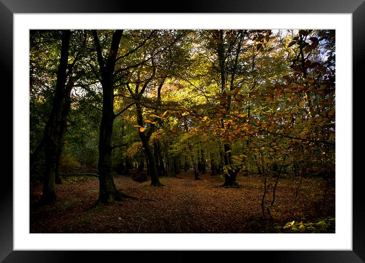 Autumn woodland colours Framed Mounted Print by Jim Jones