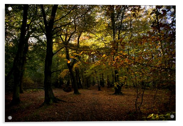 Autumn woodland colours Acrylic by Jim Jones