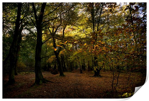 Autumn woodland colours Print by Jim Jones