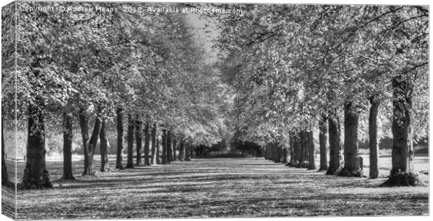Avenue  of trees HDR Majestic Monochrome Trees Canvas Print by Andrew Heaps