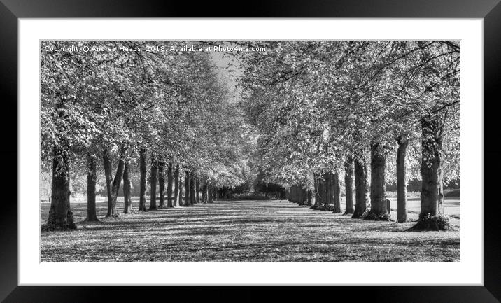 Avenue  of trees HDR Majestic Monochrome Trees Framed Mounted Print by Andrew Heaps