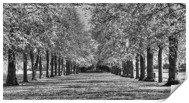 Avenue  of trees HDR Majestic Monochrome Trees Print by Andrew Heaps