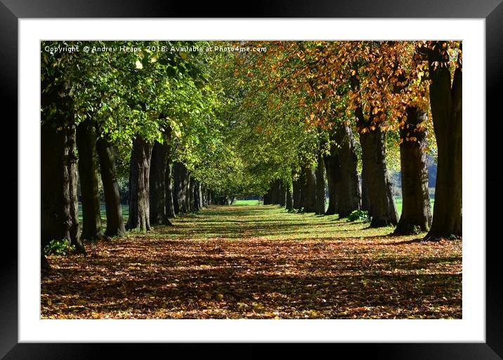 Colourful avenue of trees in autumn                Framed Mounted Print by Andrew Heaps