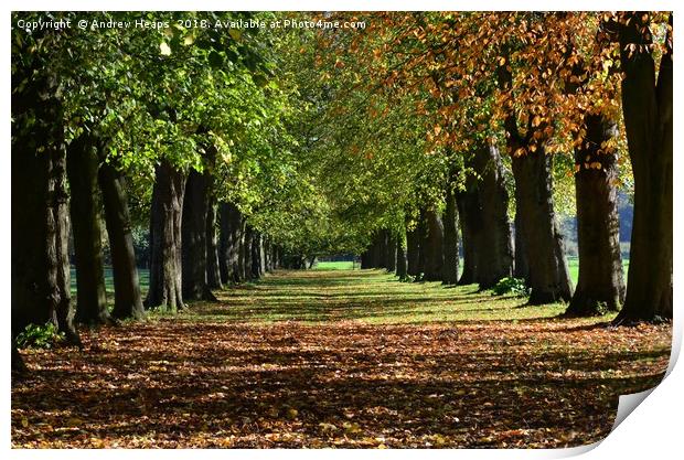 Colourful avenue of trees in autumn                Print by Andrew Heaps