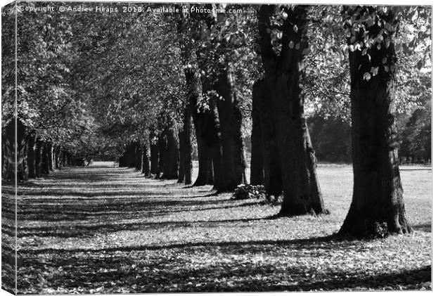 Black and white autumn trees Canvas Print by Andrew Heaps