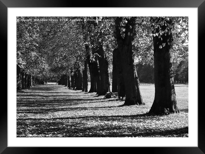 Black and white autumn trees Framed Mounted Print by Andrew Heaps