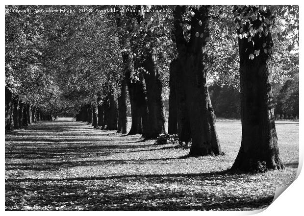 Black and white autumn trees Print by Andrew Heaps