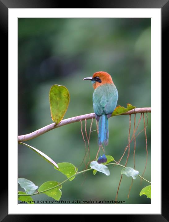 Rufous Motmot Framed Mounted Print by Carole-Anne Fooks