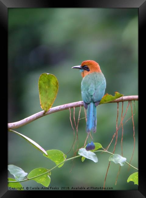 Rufous Motmot Framed Print by Carole-Anne Fooks