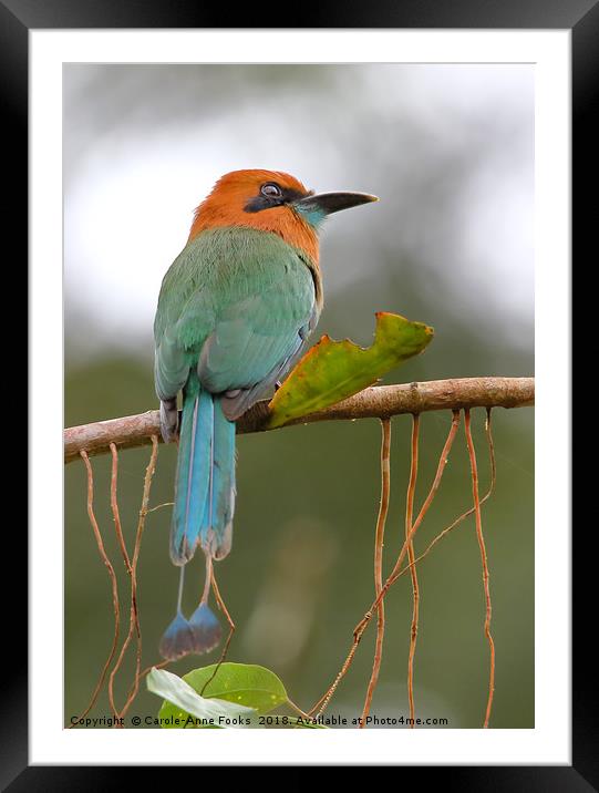 Rufous Motmot  Framed Mounted Print by Carole-Anne Fooks