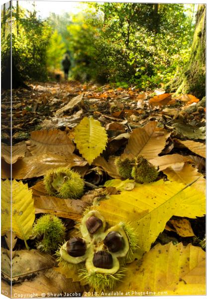 Autumnal forest floor  Canvas Print by Shaun Jacobs
