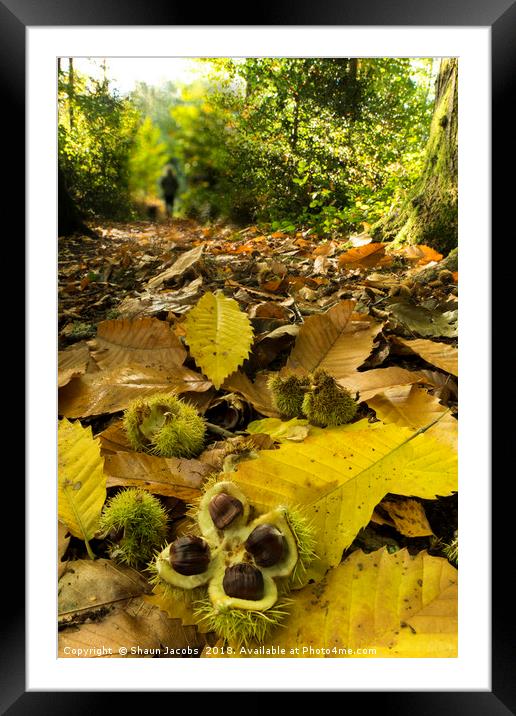 Autumnal forest floor  Framed Mounted Print by Shaun Jacobs