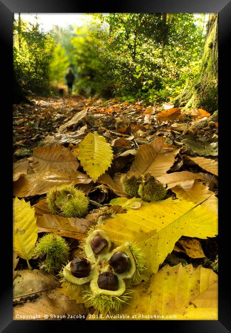 Autumnal forest floor  Framed Print by Shaun Jacobs