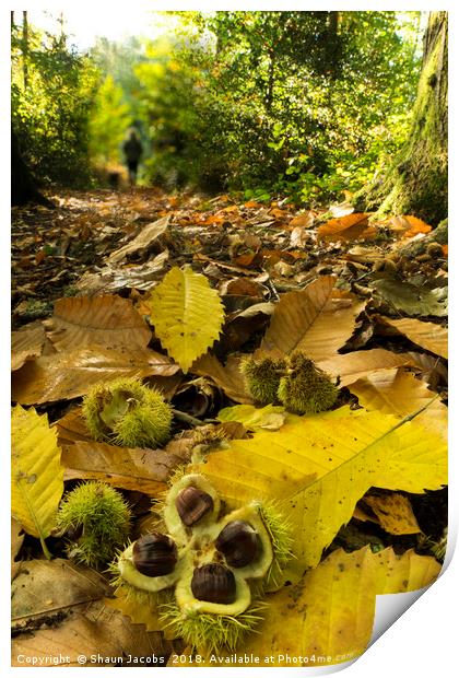 Autumnal forest floor  Print by Shaun Jacobs