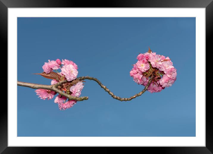 Pink Japanese cherry flowers Framed Mounted Print by Ankor Light