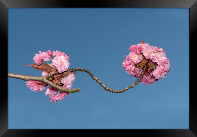 Pink Japanese cherry flowers Framed Print by Ankor Light