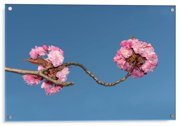 Pink Japanese cherry flowers Acrylic by Ankor Light