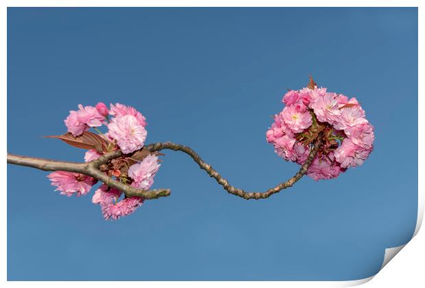 Pink Japanese cherry flowers Print by Ankor Light