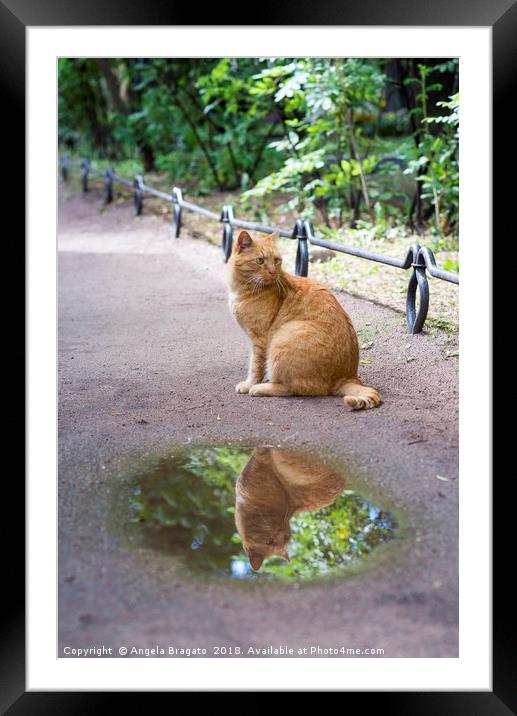 Time to reflect Framed Mounted Print by Angela Bragato