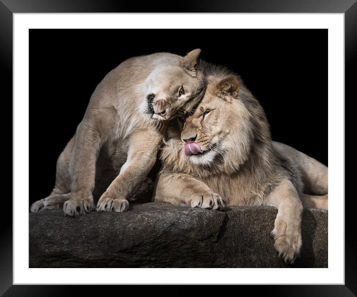 Lion Siblings II Framed Mounted Print by Abeselom Zerit