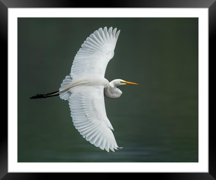 Great Egret IV Framed Mounted Print by Abeselom Zerit