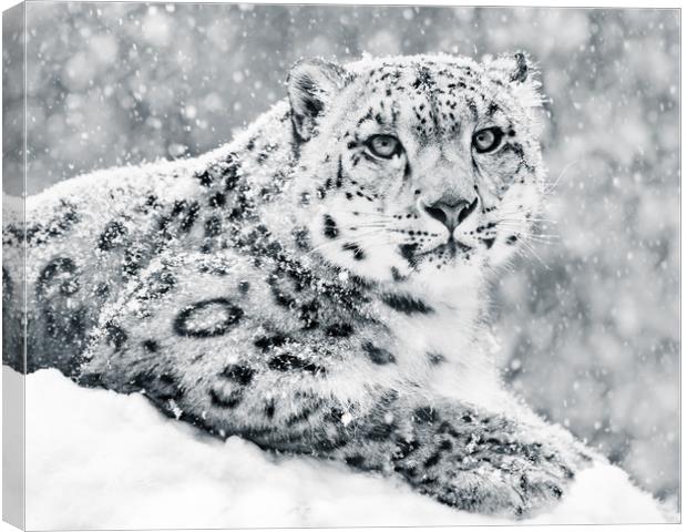 Snow Leopard In Snow Storm III Canvas Print by Abeselom Zerit