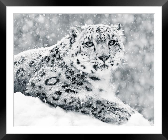 Snow Leopard In Snow Storm III Framed Mounted Print by Abeselom Zerit
