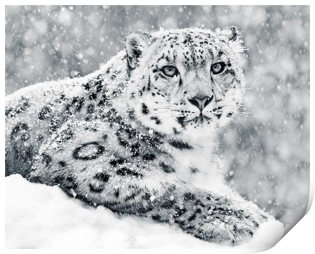 Snow Leopard In Snow Storm III Print by Abeselom Zerit