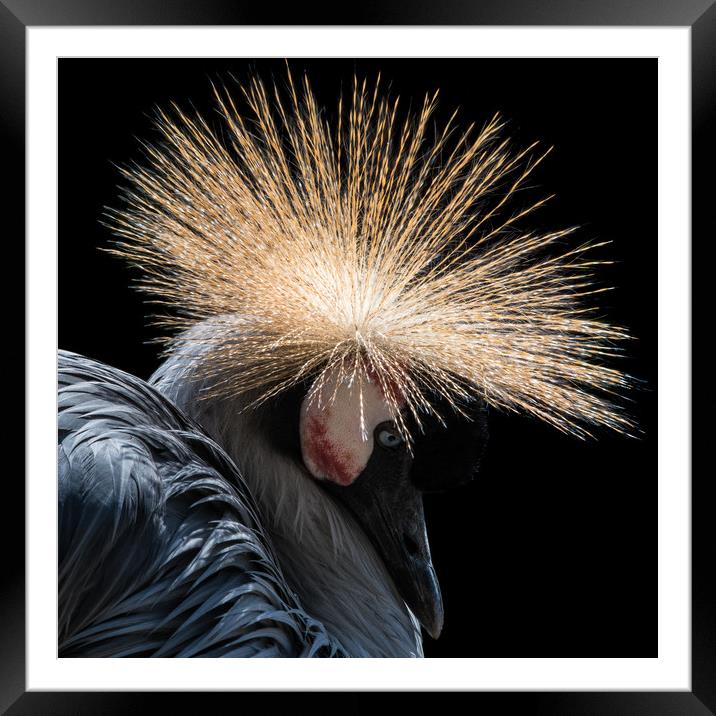 West African Crowned Crane IV Framed Mounted Print by Abeselom Zerit