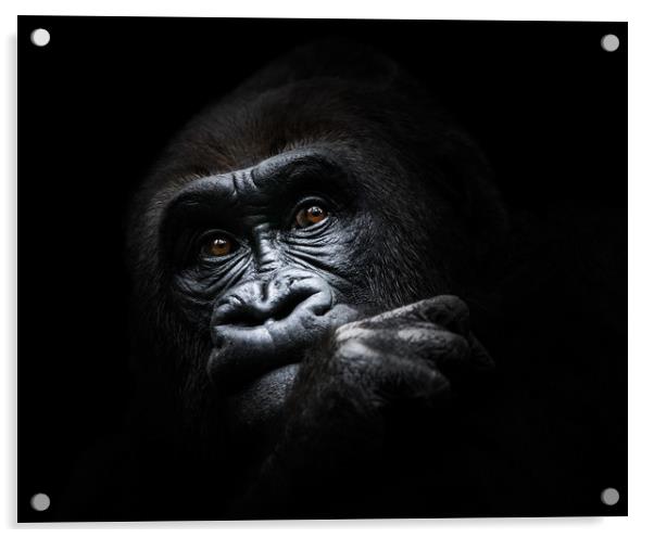 Western Lowland Gorilla III Acrylic by Abeselom Zerit