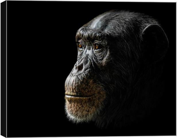 Chimpanzee XXIV Canvas Print by Abeselom Zerit