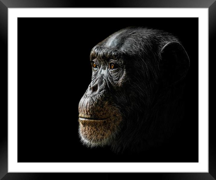 Chimpanzee XXIV Framed Mounted Print by Abeselom Zerit