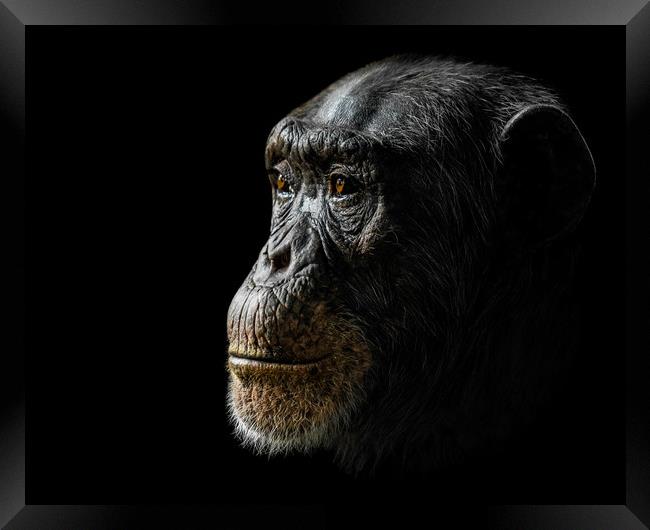 Chimpanzee XXIV Framed Print by Abeselom Zerit