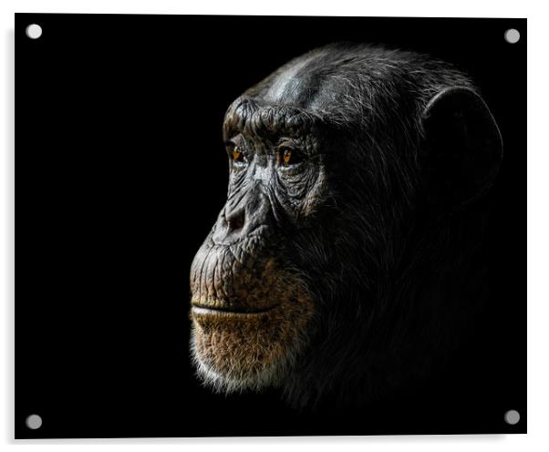 Chimpanzee XXIV Acrylic by Abeselom Zerit
