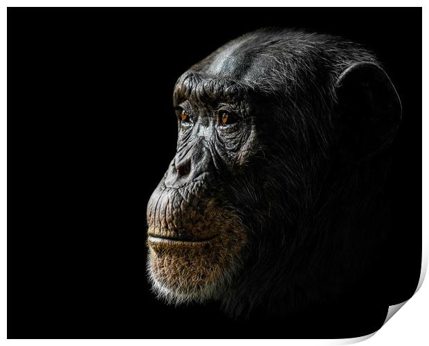 Chimpanzee XXIV Print by Abeselom Zerit