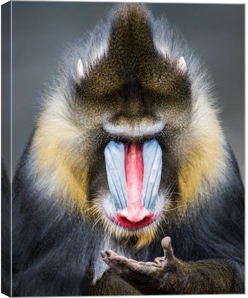 Mandrill XIII Canvas Print by Abeselom Zerit