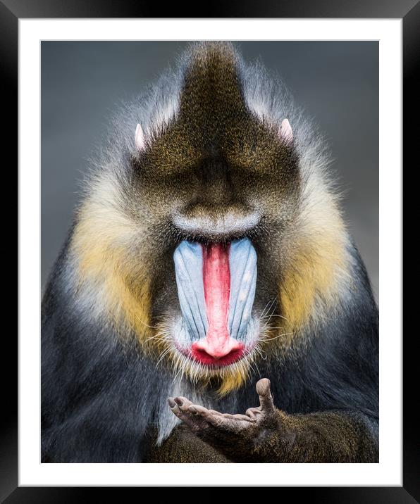 Mandrill XIII Framed Mounted Print by Abeselom Zerit