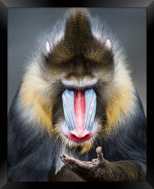 Mandrill XIII Framed Print by Abeselom Zerit