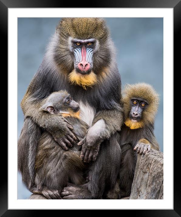 Mandrill Family II Framed Mounted Print by Abeselom Zerit