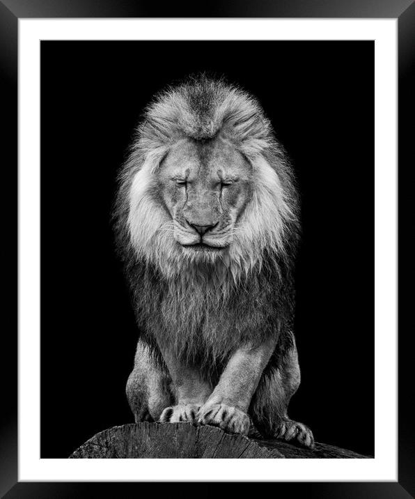 African Lion VI Framed Mounted Print by Abeselom Zerit