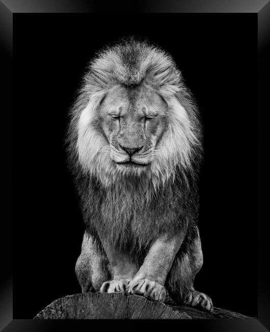 African Lion VI Framed Print by Abeselom Zerit