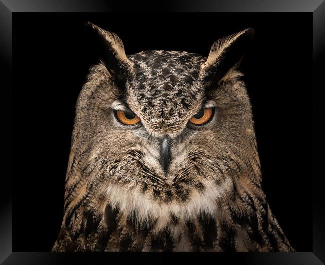 Eurasian Eagle Owl V Framed Print by Abeselom Zerit