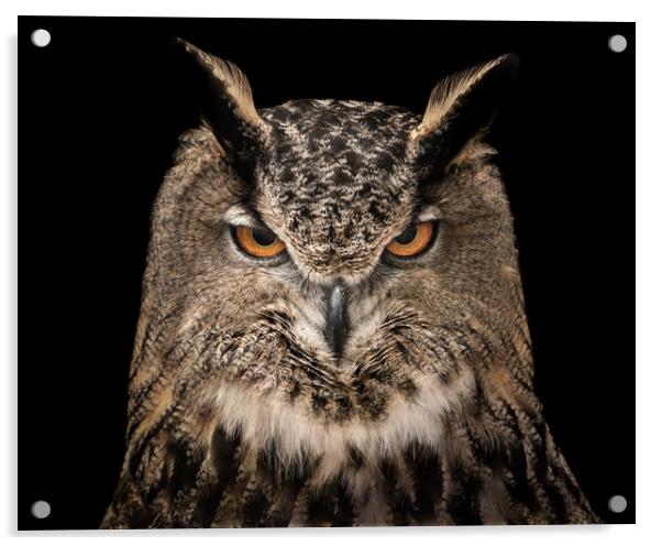 Eurasian Eagle Owl V Acrylic by Abeselom Zerit