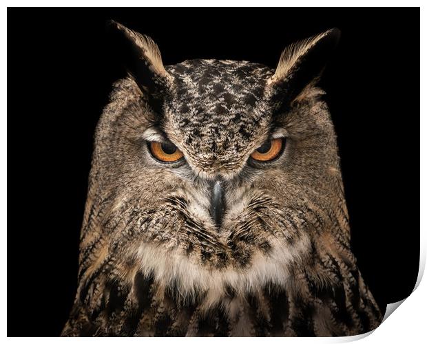 Eurasian Eagle Owl V Print by Abeselom Zerit
