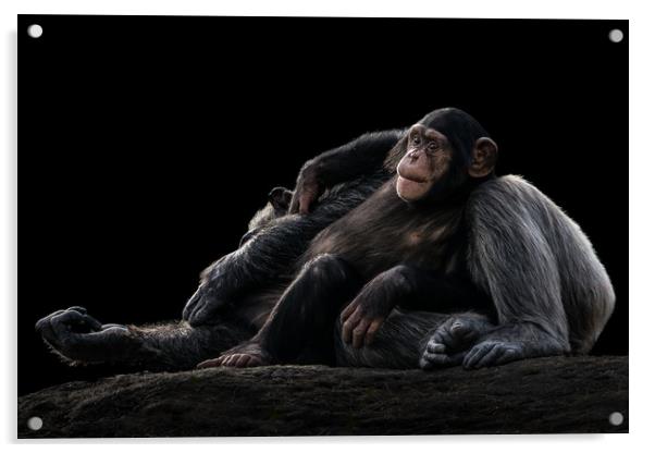 Baby Chimpanzee and Mother Acrylic by Abeselom Zerit