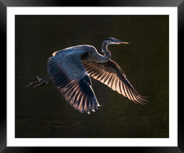 Great Blue Heron in Flight VII Framed Mounted Print by Abeselom Zerit